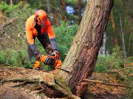 Why Choose Our Tree Removal Services in Cass City, MI?