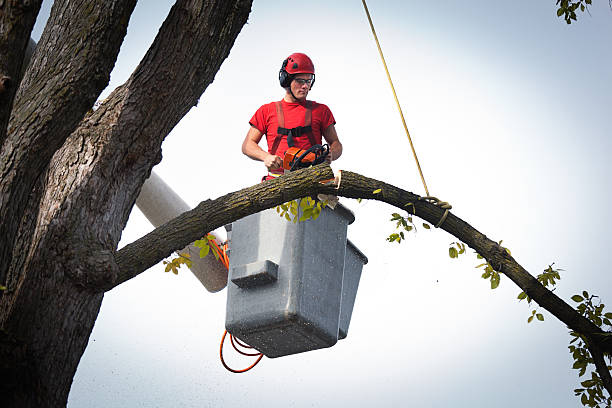 Cass City, MI  Tree Services Company